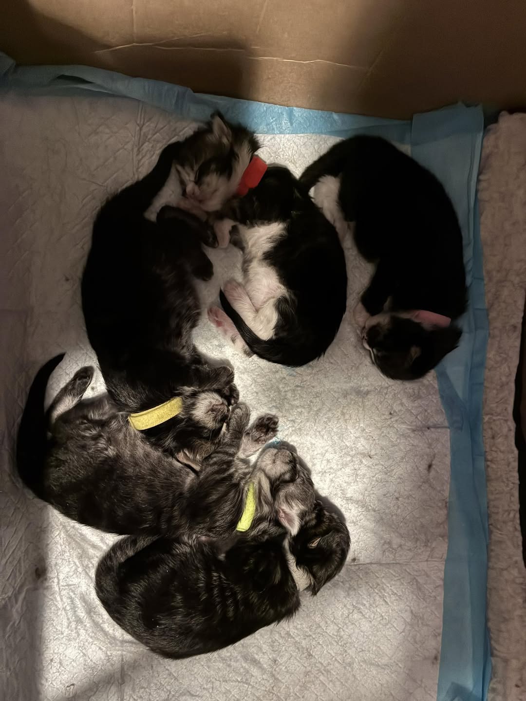 Tikrun viitoset s. 27.12.-25